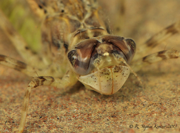 Brachymesia gravida, nymph